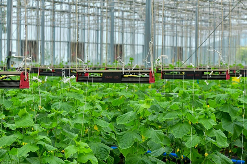 Restaurant greenhouse