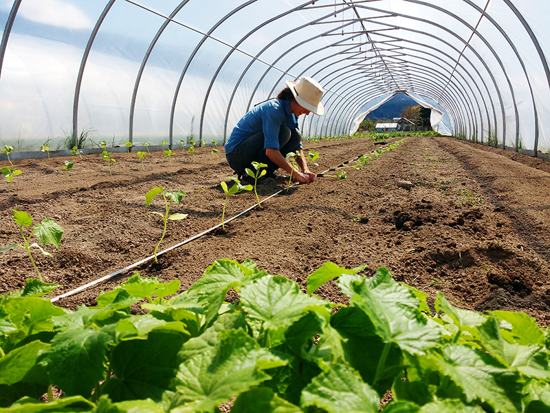 Vegetable planting greenhouse