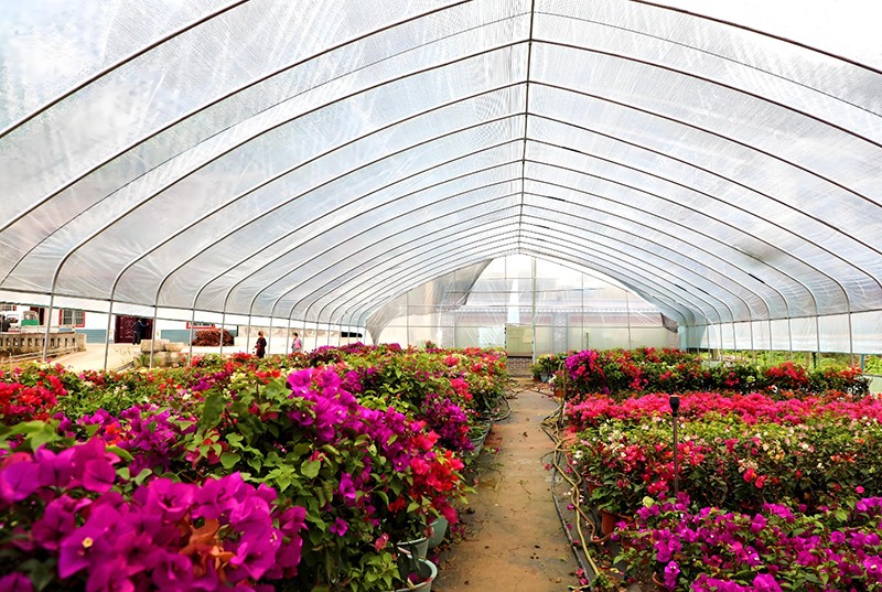 Flower greenhouse