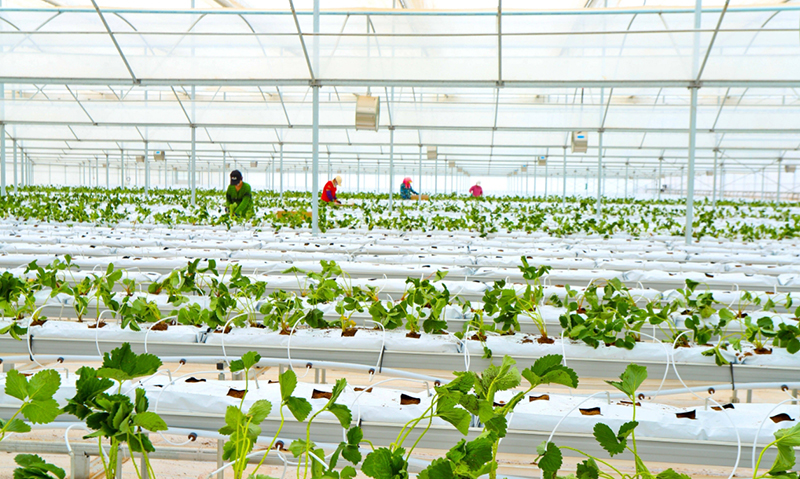 Greenhouse planting