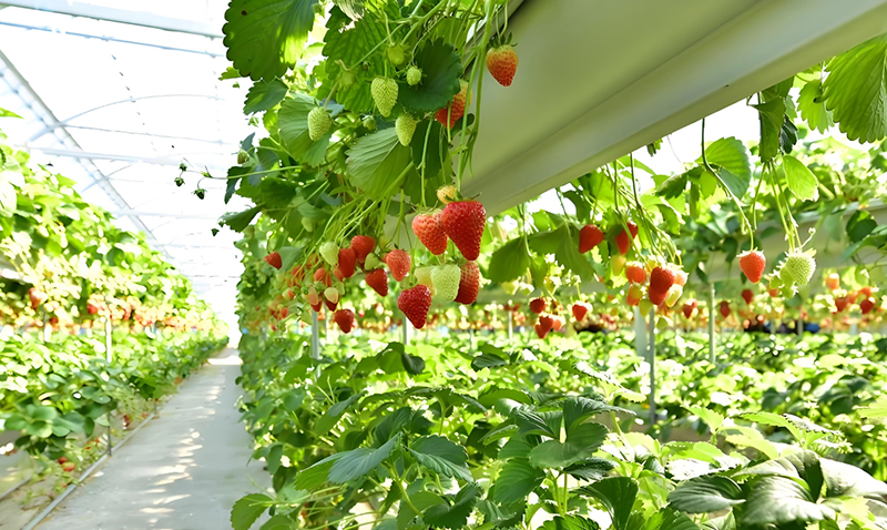 Fruit growing