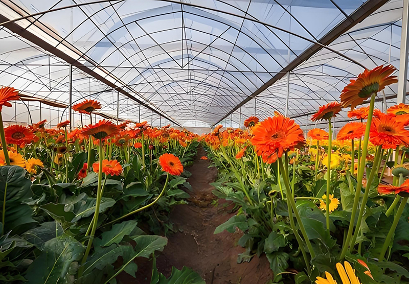 How to increase temperature in a multi greenhouse