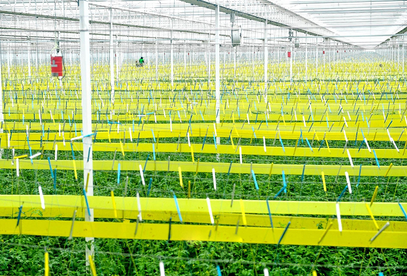 Strawberry glass greenhouse