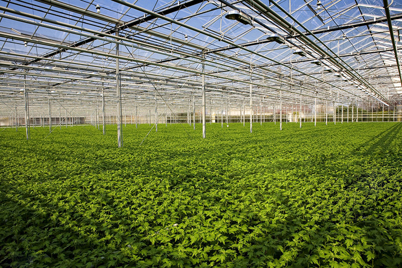 glass greenhouse