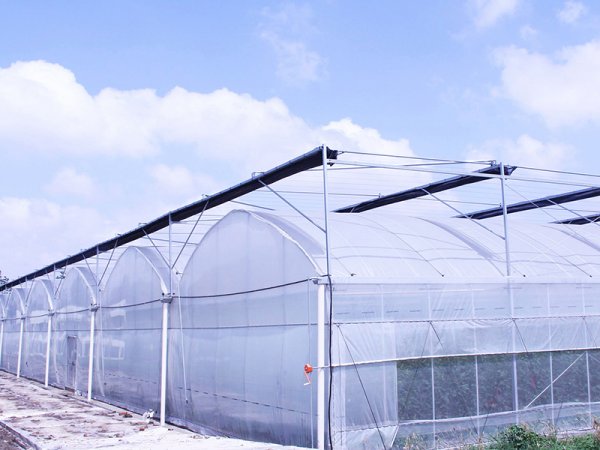 Multi span greenhouse